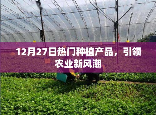12月27日熱門種植產品，農業新風潮引領者