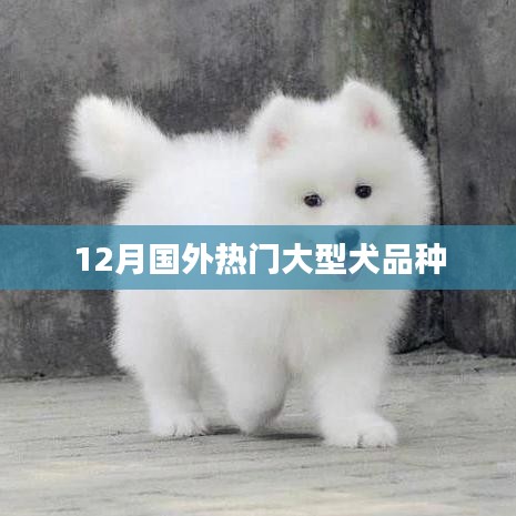 12月國外熱門大型犬品種盤點