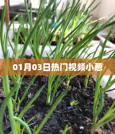 熱門視頻小蔥，最新流行趨勢(shì)一網(wǎng)打盡！