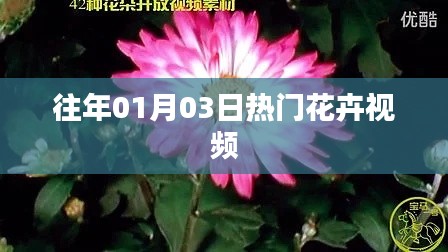 精選花卉視頻,歷年一月三日熱門盤點(diǎn)