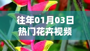 精選花卉視頻,歷年一月三日熱門盤點