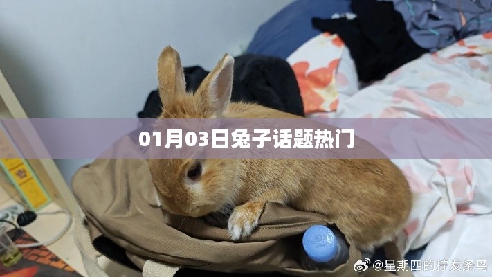 兔子話題熱議，聚焦最新動態