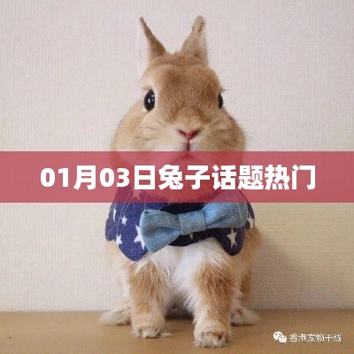 兔子話題熱議,聚焦最新動態