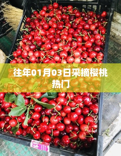 櫻桃采摘高峰，歷年一月初的盛況