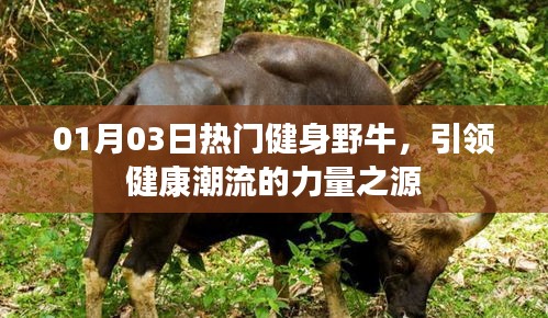 熱門健身野牛,引領健康潮流的力量之源