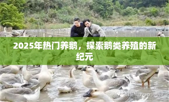 探索鵝類養(yǎng)殖新紀(jì)元，為何選擇養(yǎng)鵝成為熱門選擇？