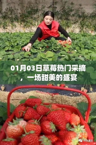草莓盛宴，冬日采摘樂趣，盡享甜美時光