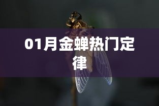 金蟬定律,揭秘一月份熱門趨勢