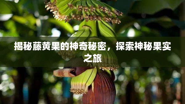 揭秘藤黃果的神奇秘密,探索神秘果實之旅