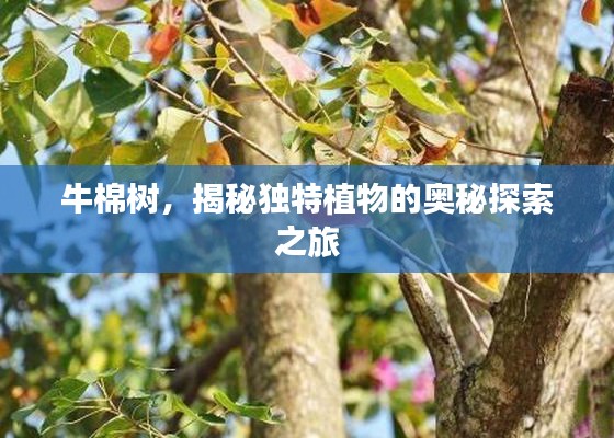 牛棉樹,揭秘獨特植物的奧秘探索之旅