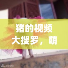 豬的視頻大搜羅，萌趣瞬間一網(wǎng)打盡！