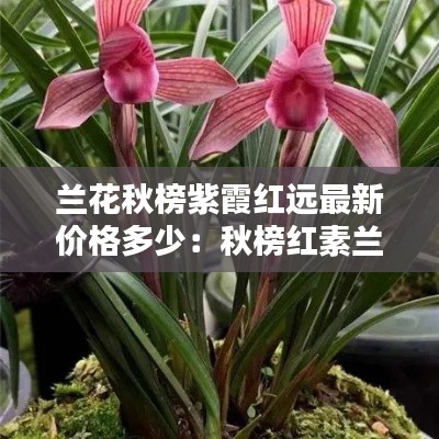 蘭花秋榜紫霞紅遠最新價格多少:秋榜紅素蘭花圖片