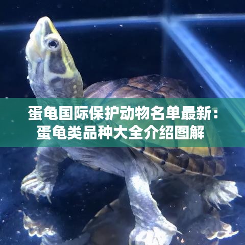 蛋龜國際保護動物名單最新：蛋龜類品種大全介紹圖解 