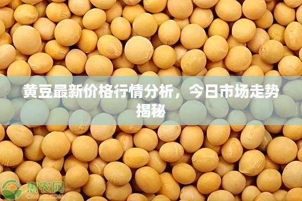 黃豆最新價格行情分析，今日市場走勢揭秘
