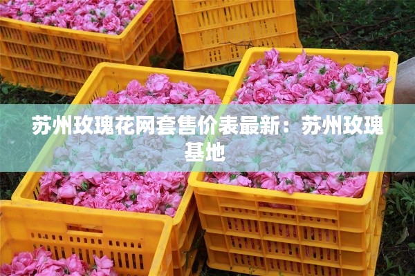 蘇州玫瑰花網套售價表最新:蘇州玫瑰基地