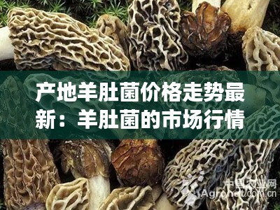 產(chǎn)地羊肚菌價(jià)格走勢(shì)最新:羊肚菌的市場(chǎng)行情