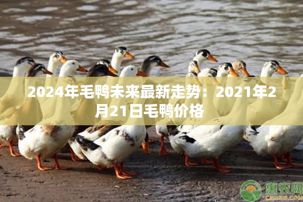 2024年毛鴨未來最新走勢(shì):2021年2月21日毛鴨價(jià)格