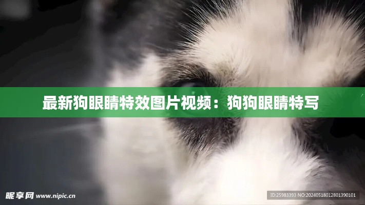 最新狗眼睛特效圖片視頻:狗狗眼睛特寫