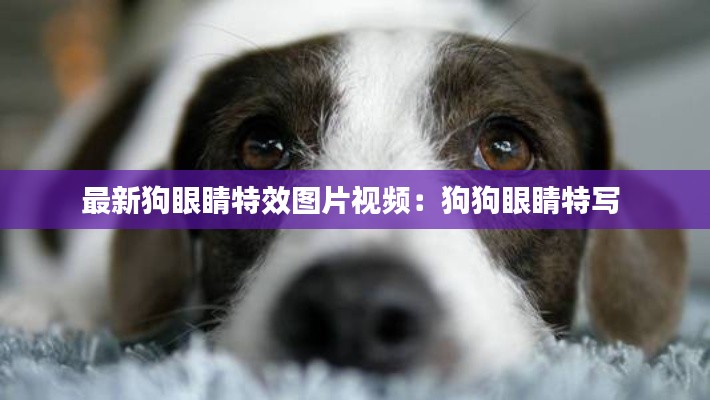 最新狗眼睛特效圖片視頻:狗狗眼睛特寫