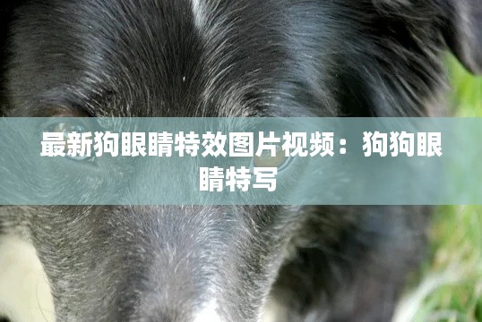 最新狗眼睛特效圖片視頻:狗狗眼睛特寫