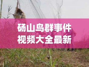 碭山鳥群事件視頻大全最新:碭山死三人