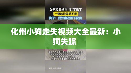 化州小狗走失視頻大全最新:小狗失蹤