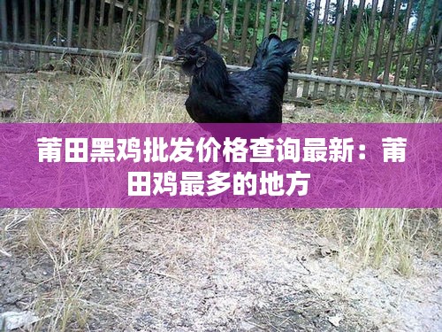 莆田黑雞批發(fā)價(jià)格查詢最新：莆田雞最多的地方 