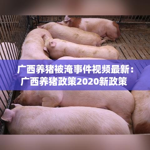 廣西養豬被淹事件視頻最新:廣西養豬政策2020新政策