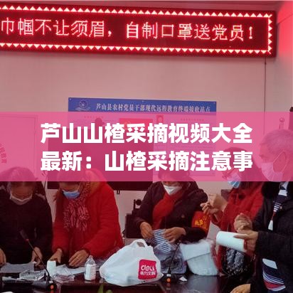 蘆山山楂采摘視頻大全最新:山楂采摘注意事項(xiàng)