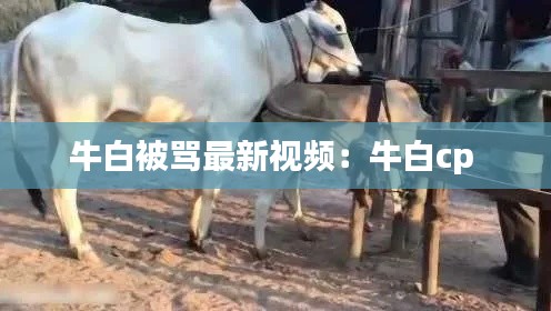 牛白被罵最新視頻:牛白cp