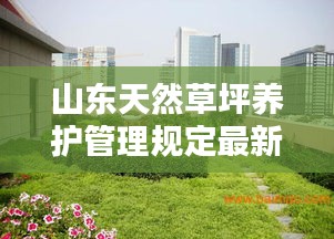 山東天然草坪養護管理規定最新:山東草坪哪里有草坪