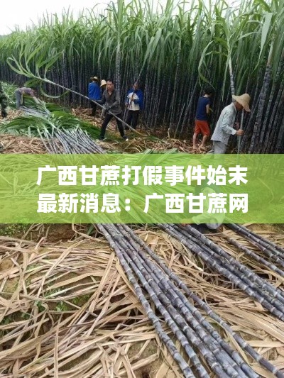 廣西甘蔗打假事件始末最新消息：廣西甘蔗網最新消息 