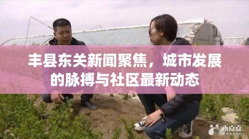 豐縣東關新聞聚焦,城市發展的脈搏與社區最新動態