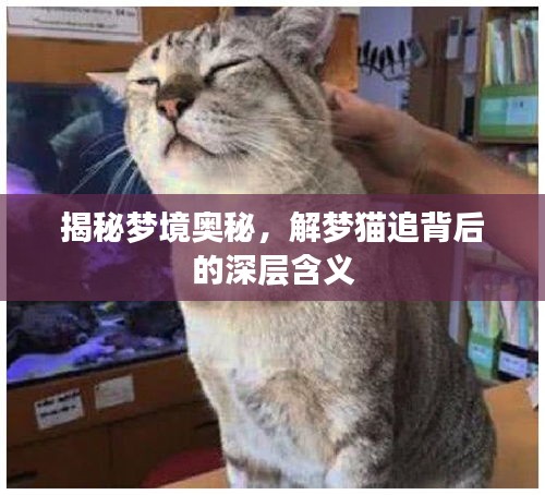 揭秘夢境奧秘,解夢貓追背后的深層含義