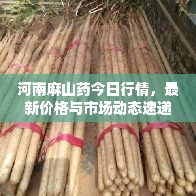 河南麻山藥今日行情,最新價格與市場動態速遞