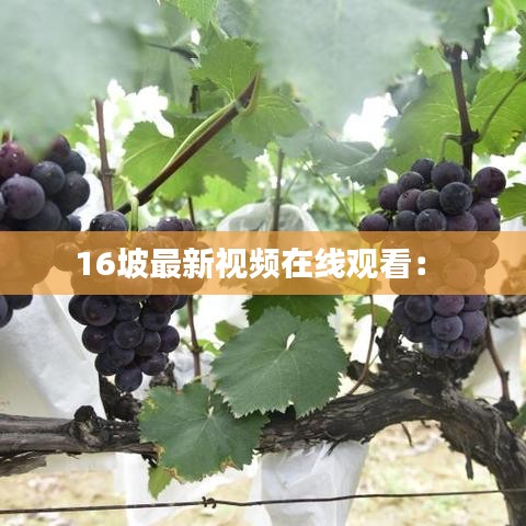 16坡最新視頻在線觀看:
