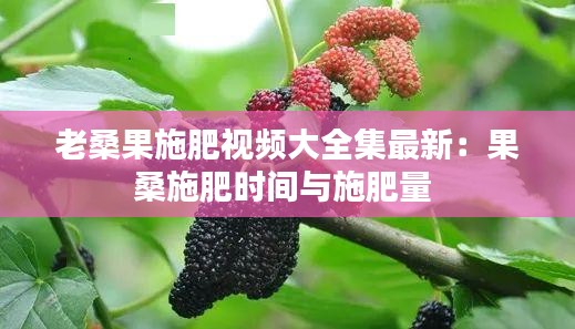 老桑果施肥視頻大全集最新：果桑施肥時間與施肥量 