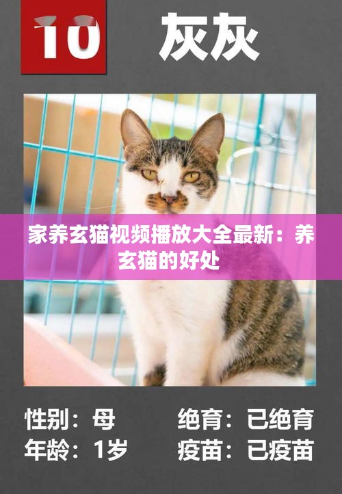 家養玄貓視頻播放大全最新：養玄貓的好處 