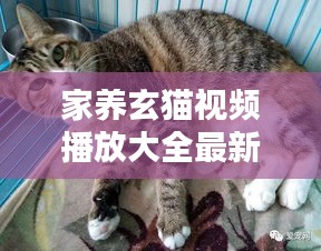 家養玄貓視頻播放大全最新:養玄貓的好處