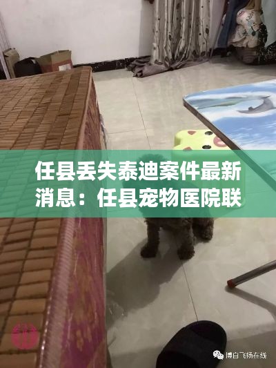 任縣丟失泰迪案件最新消息：任縣寵物醫(yī)院聯(lián)系方式 