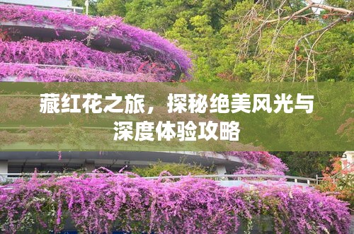 藏紅花之旅，探秘絕美風光與深度體驗攻略