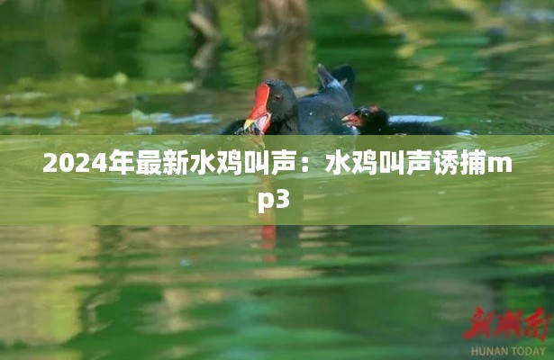 2024年最新水雞叫聲:水雞叫聲誘捕mp3