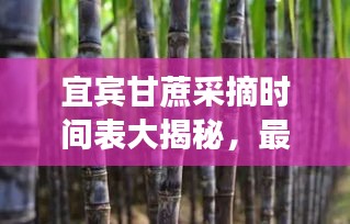 宜賓甘蔗采摘時(shí)間表大揭秘,最新時(shí)間表助你輕松掌握采摘好時(shí)機(jī)!