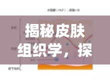 揭秘皮膚組織學,探索皮膚結構的深層奧秘!