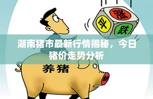 湖南豬市最新行情揭秘,今日豬價(jià)走勢(shì)分析