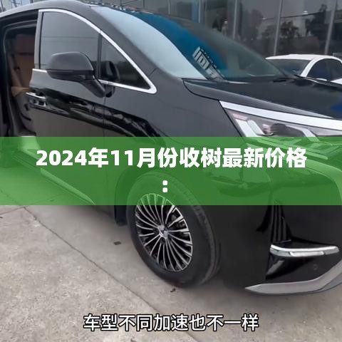 2024年11月份收樹最新價格: