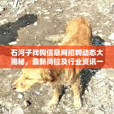 石河子找狗信息網招聘動態大揭秘，最新崗位及行業資訊一網打盡