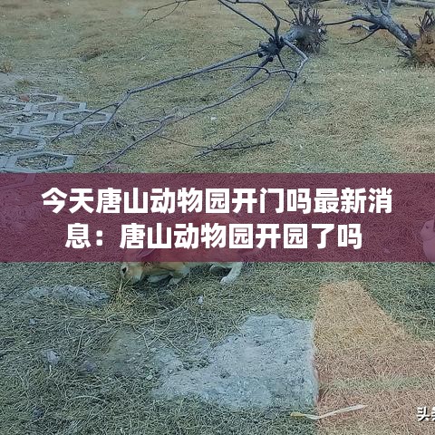 今天唐山動物園開門嗎最新消息:唐山動物園開園了嗎