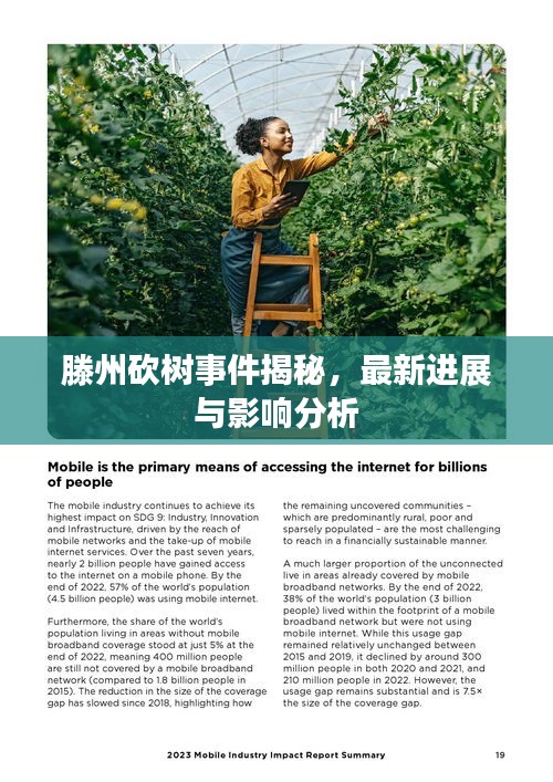 滕州砍樹事件揭秘,最新進(jìn)展與影響分析