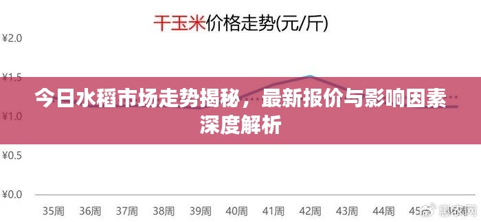 今日水稻市場走勢揭秘,最新報價與影響因素深度解析